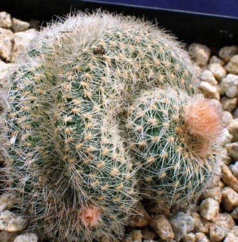 Frailea_pygmaea_v._globosa